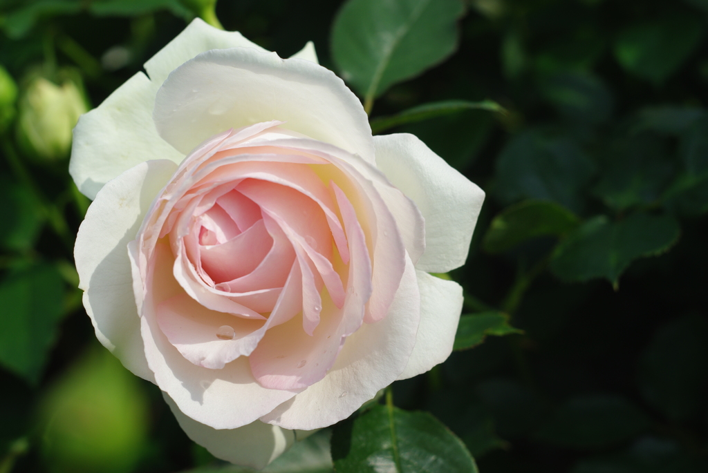 rose garden#2