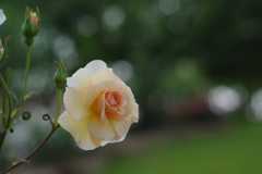 rose garden#1