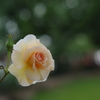 rose garden#1