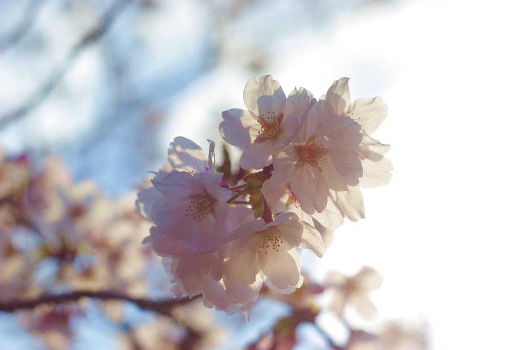 桜