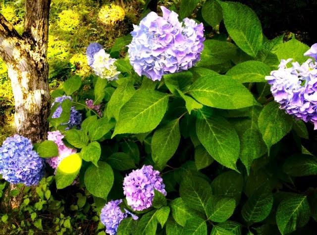 アジサイのホタル？笑