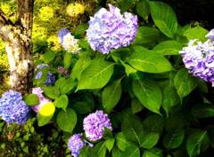 アジサイのホタル？笑