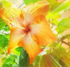 Hibiscus