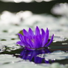 Water lily - Ⅰ