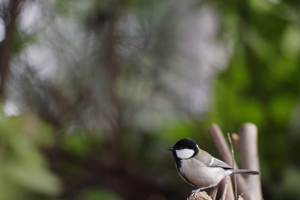 野鳥を探して 6