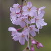 枝垂桜