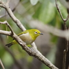 野鳥を探して 2