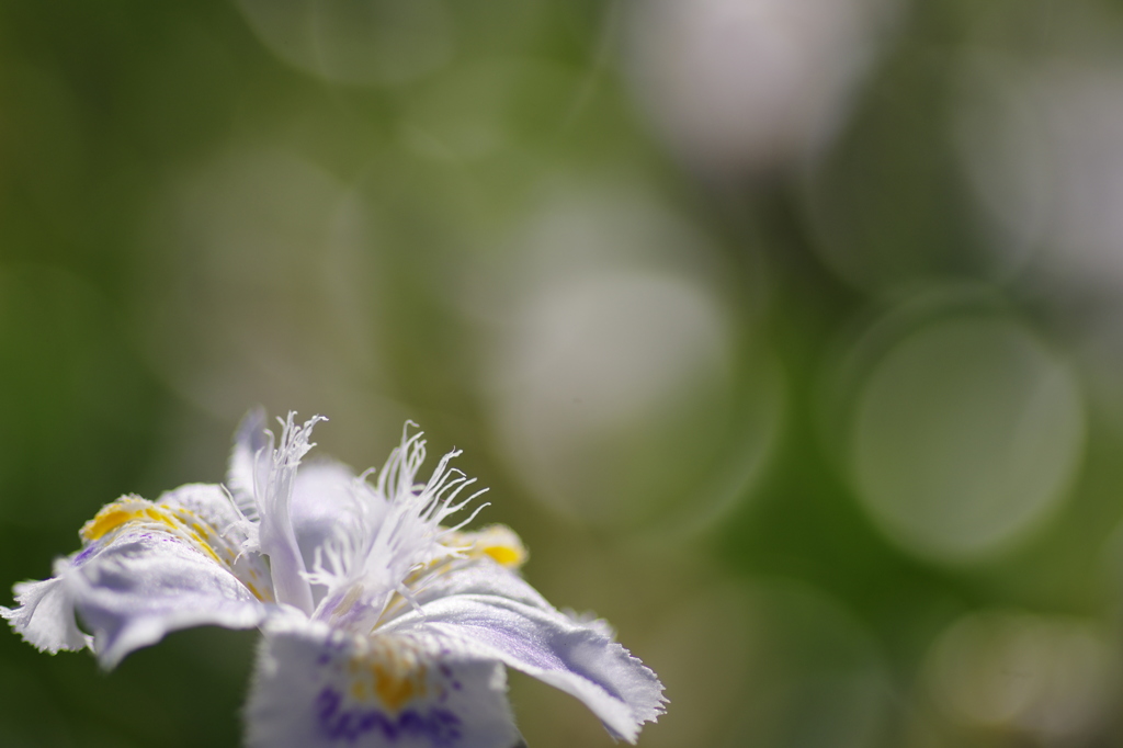 Iris japonica