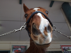 天皇賞優勝馬の鼻