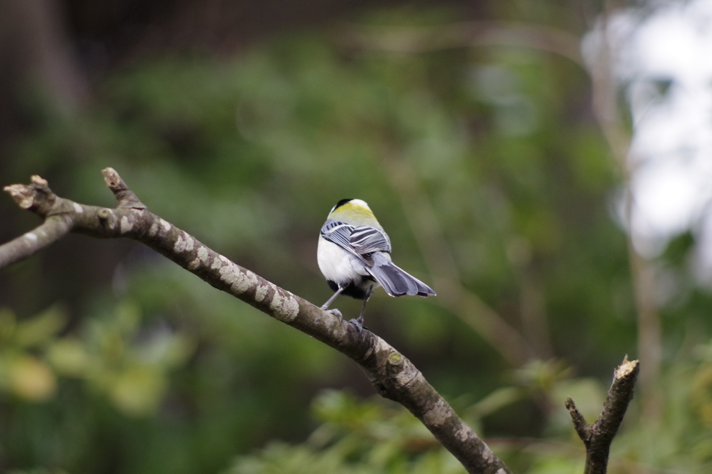 野鳥を探して 5