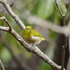 野鳥を探して 1