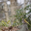 野鳥を探して 3