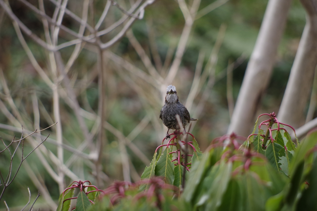 野鳥を探して 4