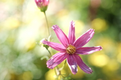 スイスのお花