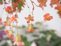 ピンクの花