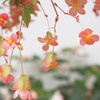 ピンクの花