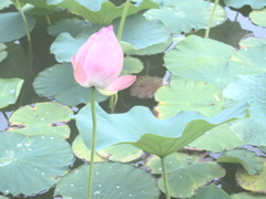 夏