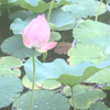 夏