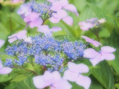 額　紫陽花