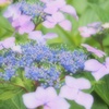 額　紫陽花