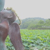 冠