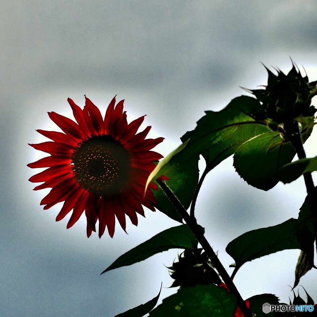 何の花？