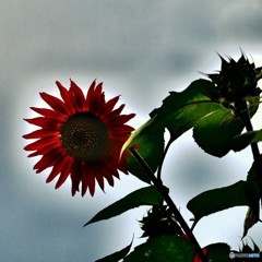 何の花？