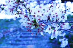 桜花火
