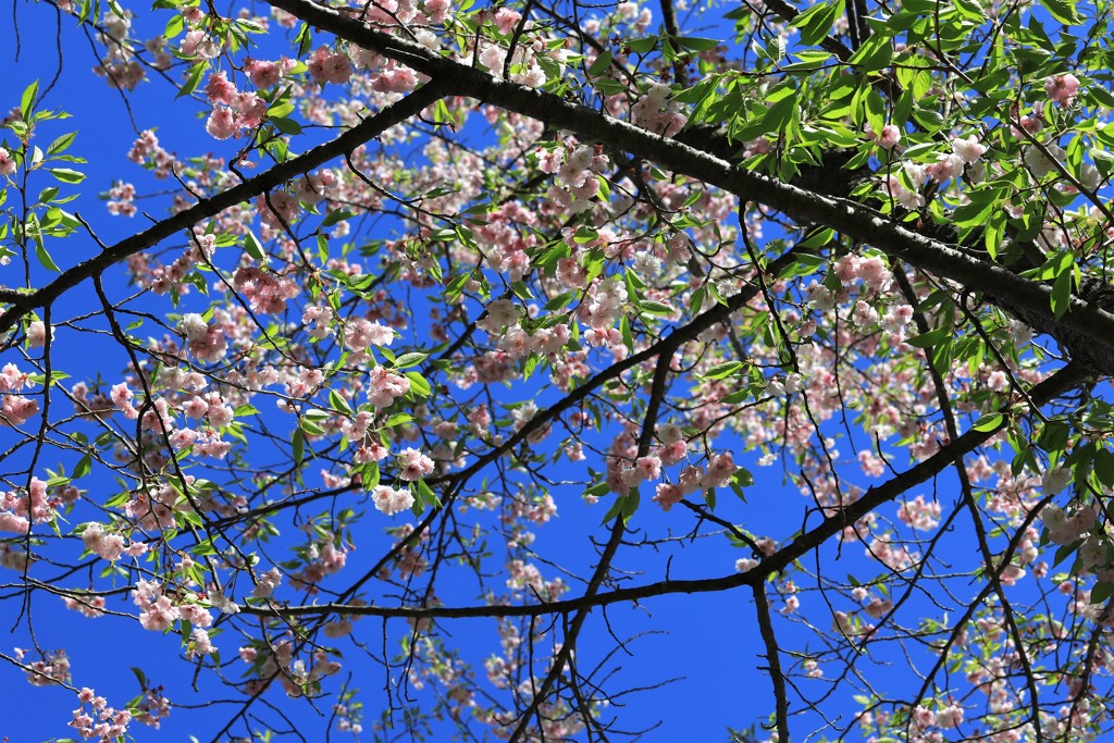 麓の花