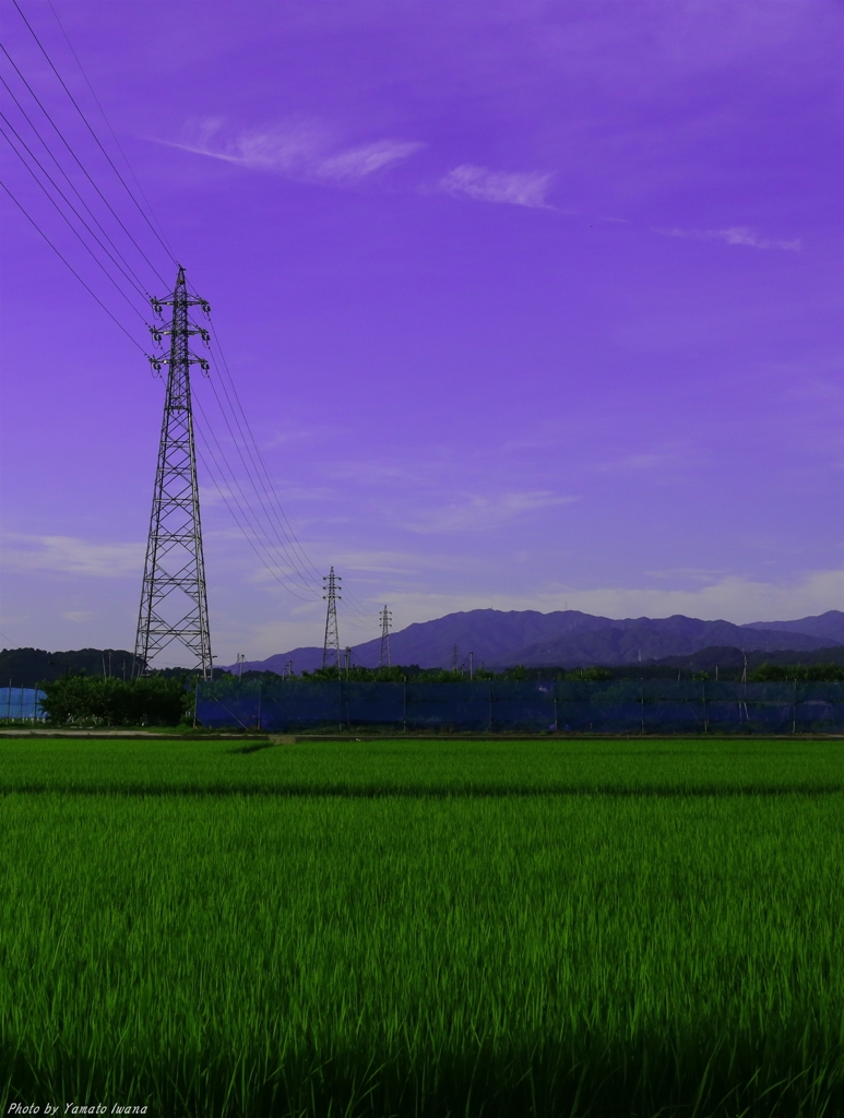 緑田と鉄塔