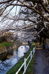 sakura04