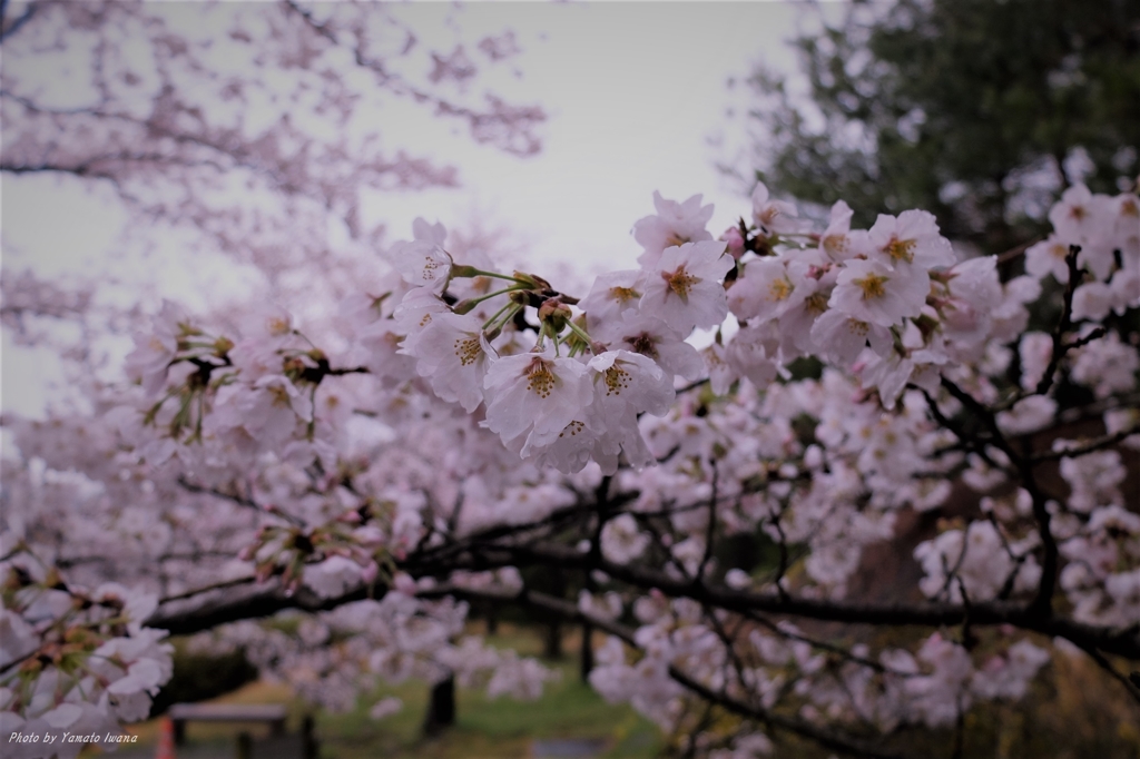 パーキング桜１