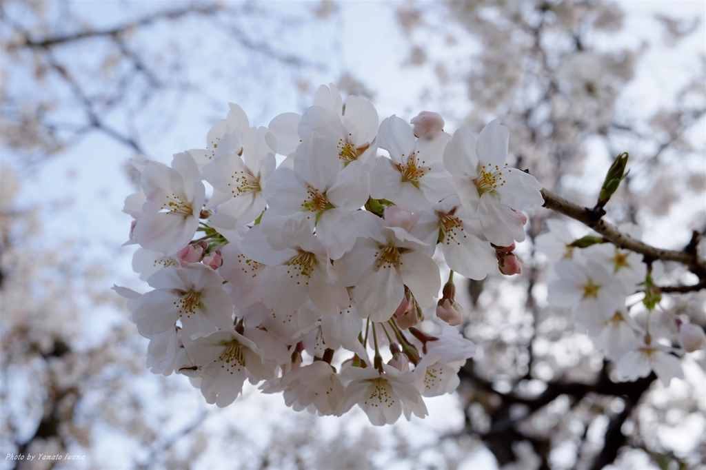 sakura03