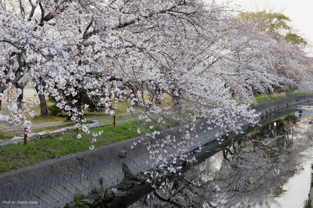 sakura01