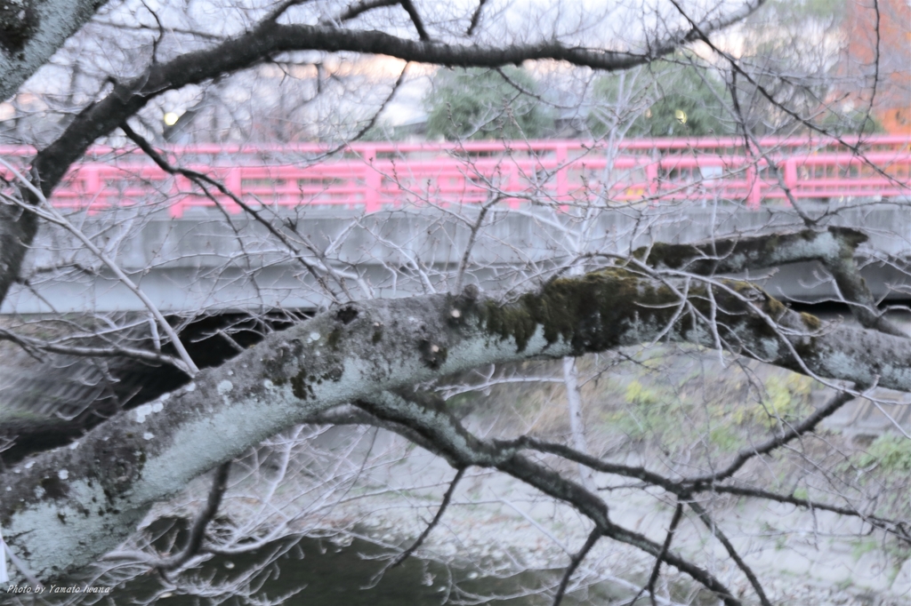 冬の桜樹