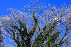 爛漫２