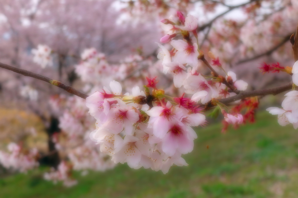 ソフト桜