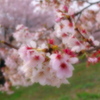 ソフト桜