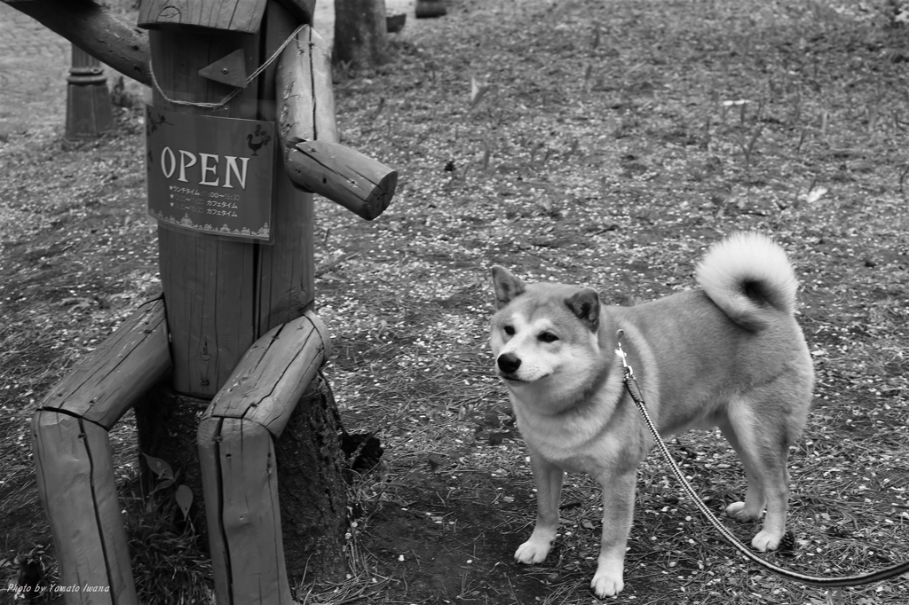 看板犬