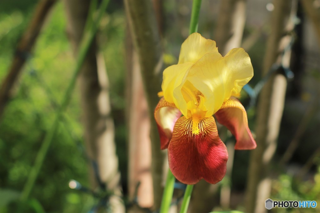 ５月の花