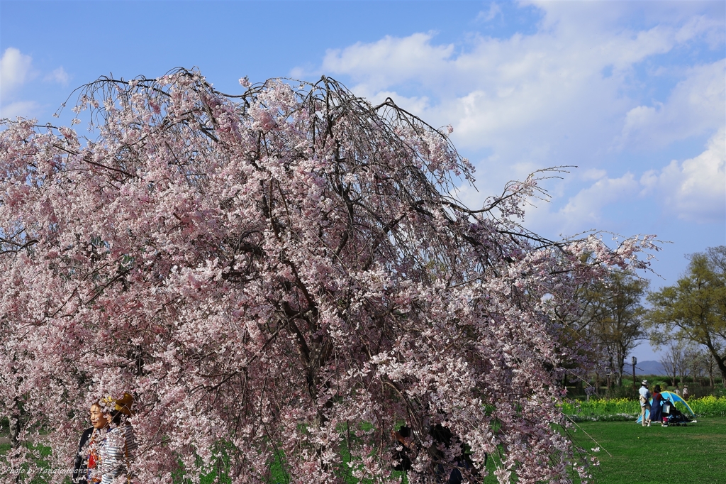 残桜