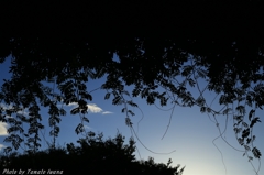 蔓空