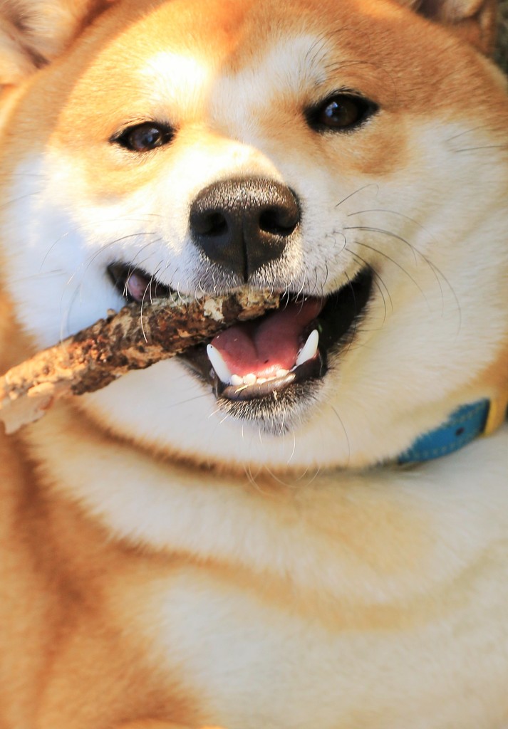 美味い棒