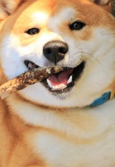 美味い棒
