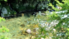夏川