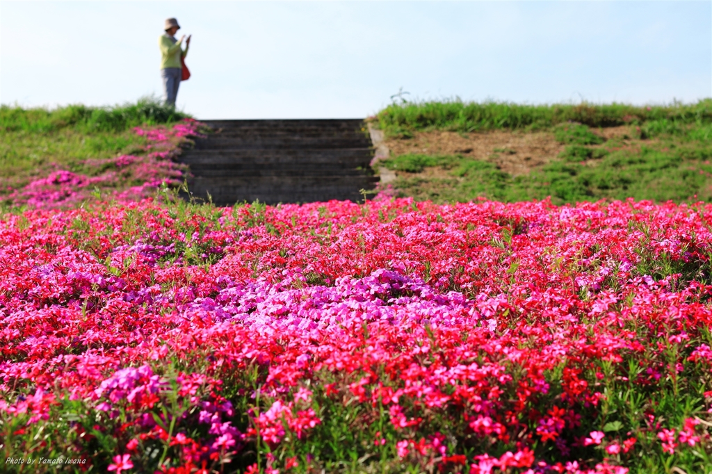 芝桜の春