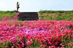 芝桜の春