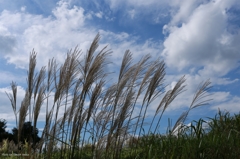 秋空