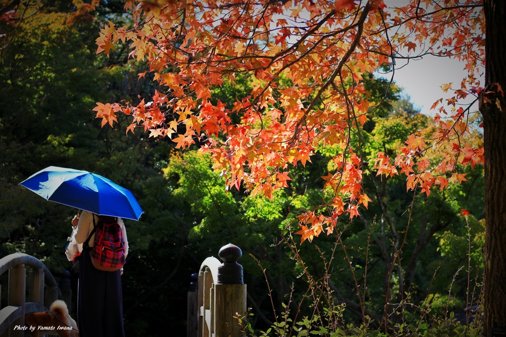 紅葉散歩