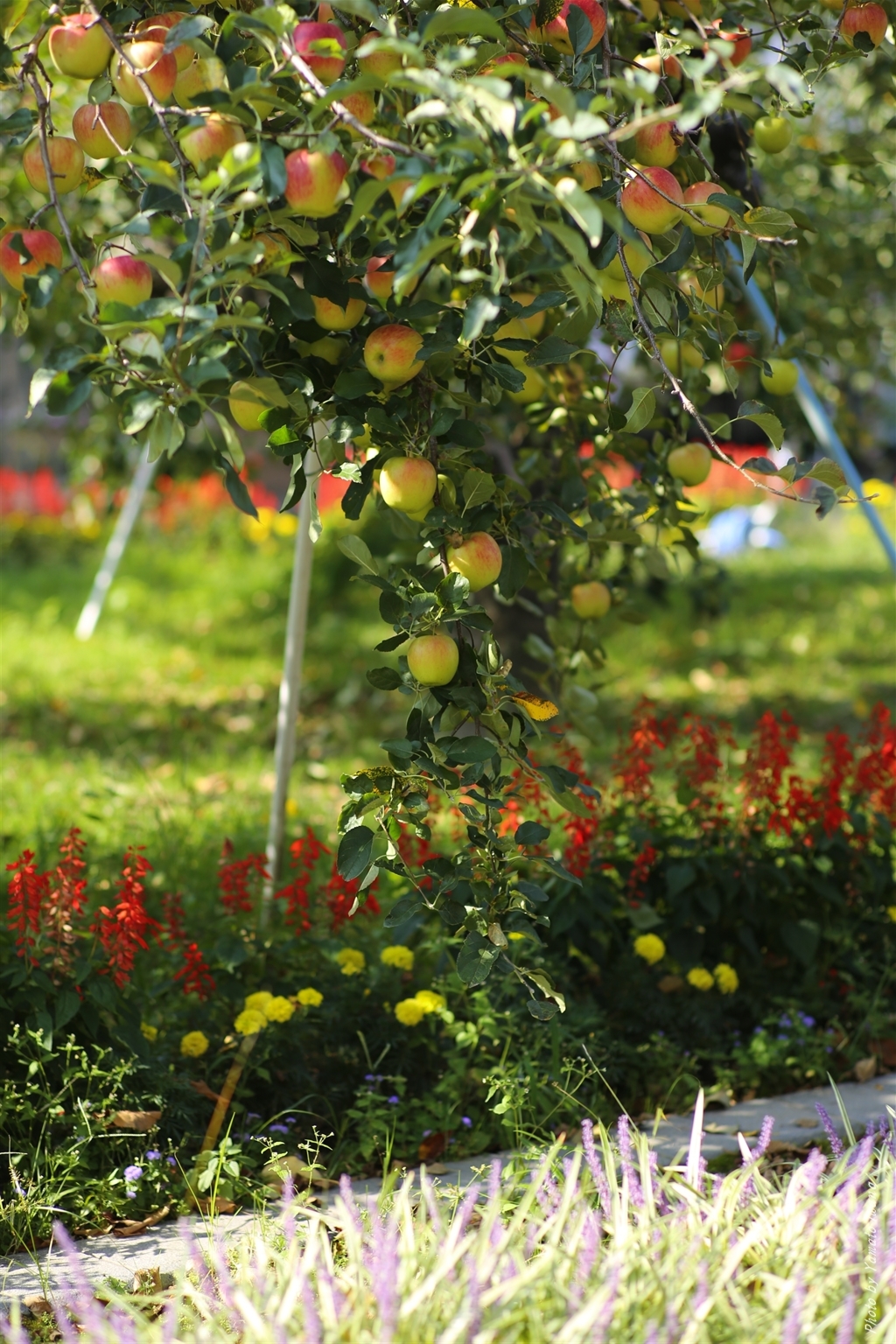 apple＠iida